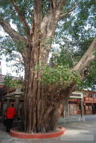 Pipal tree at Rishikesh inside a ashram