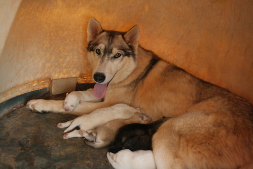 Wayah, the Wolfdog Mom and her new litter