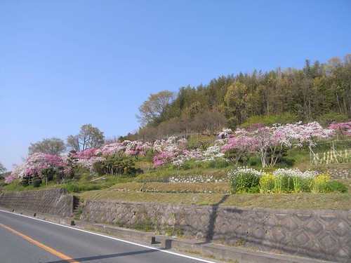 09-04-10【桜】＠桜井市の道沿い-01