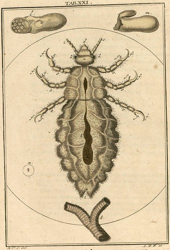 Amusement microscopique MF Ledermuller 1766 f