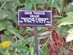 deer tongue