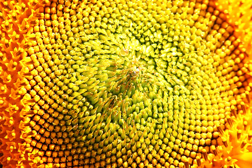 Inside the Sunflower