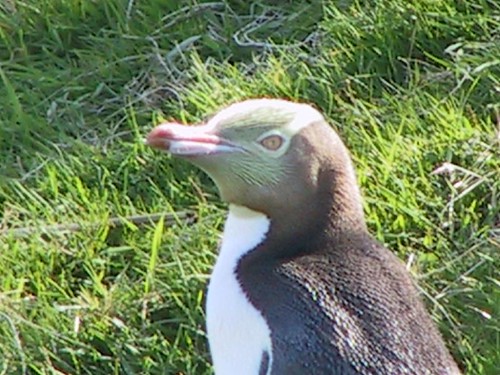 2002NCT紐西��～黃眼企鵝