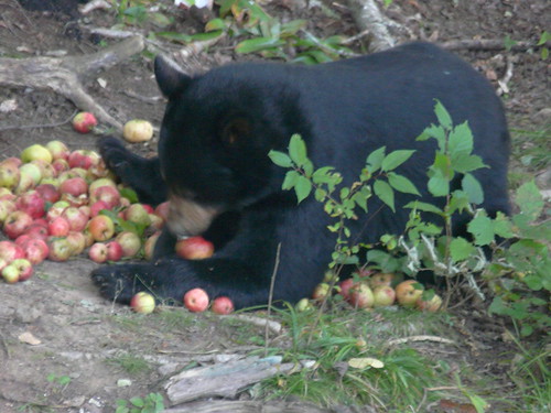 Bear gathering apples