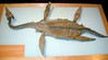 ancient canadian marine reptile