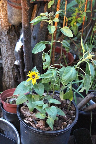 Dwarf Border Sunflower Potted Up