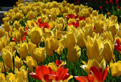 Missouri Botanical ("Shaw's") Garden, in Saint Louis, Missouri, USA - tulips 5