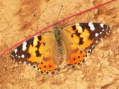 A painted lady