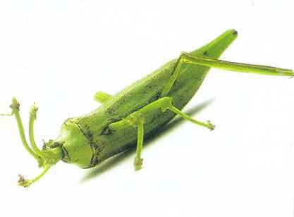 grasshopper greens