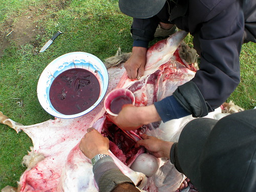 Butchering a sheep Tibetan style near Erbou, Qinghai Province, China
