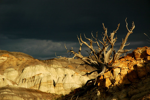 Twisted Tree in the Badlands
