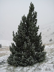 Tree ... snow ... but no santa claus