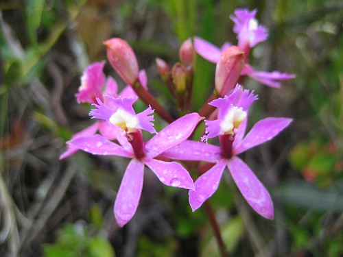 Inca Trail Orchid