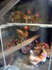New hens