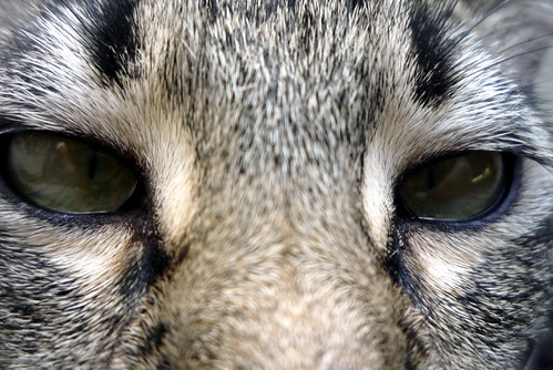 pictures of eyes close up. cat eyes close up