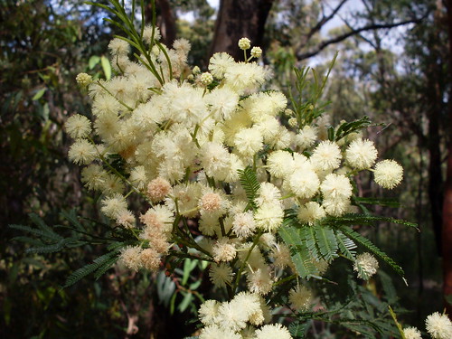 Acacia parramattensis image