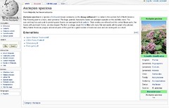 Asclepias speciosa - Wikipedia, the free encyclopedia