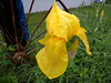 Yellow iris also with water drops 