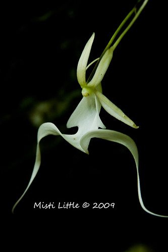 ghost orchid black copy