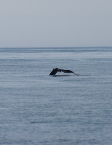 grey whale tail 1