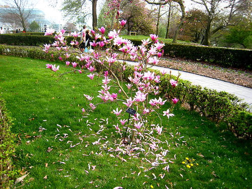 ann magnolia tree pictures. #39;Ann#39; Magnolia