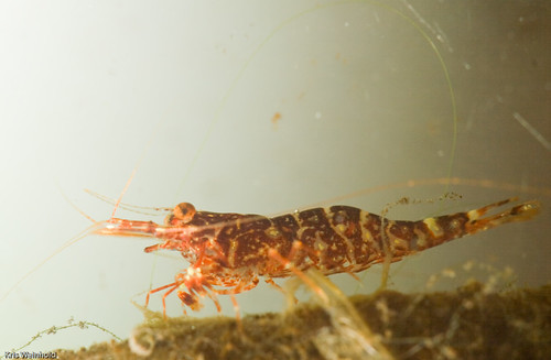 Orchid Shrimp From Sulawesi