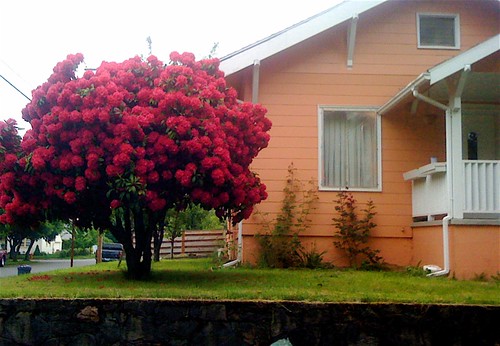 When choosing new house color, keep in mind the color of the rhodies.