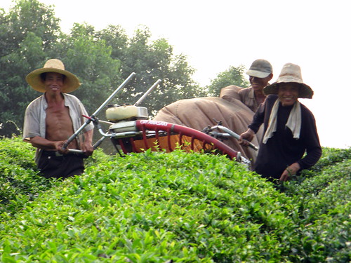 Happy tea trimmers near Wuhu, Anhui Province, China