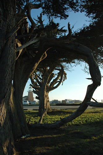 Reflection Circle, Monterey cypress, arched trees, Lighthouse, cars, Santa Cruz, California, USA by Wonderlane