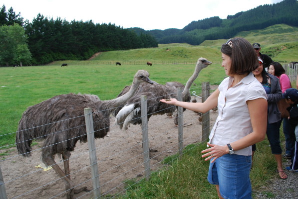 emu_feeding_1