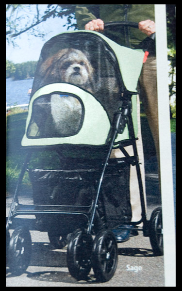 dog-stroller