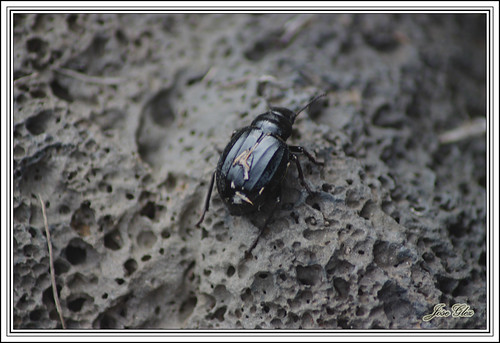 escarabajo 8