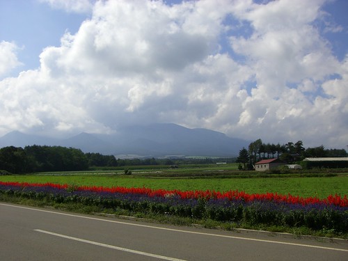 花と山/Flower and mountain