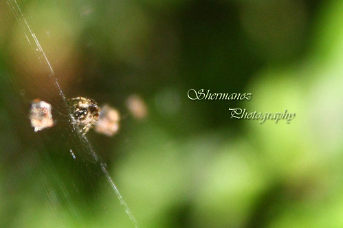 Shermanoz - Spider