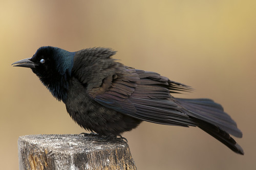 common grackle male. Common Grackle Male Singing 2