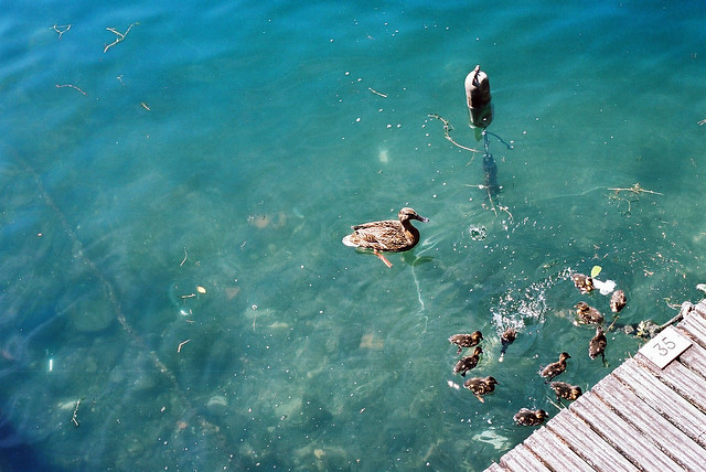 Duck and Duckling in Italy, Lago di Como