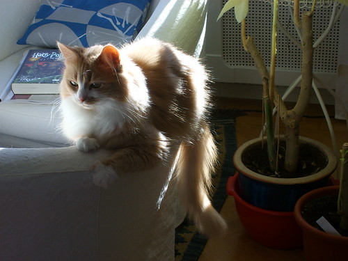 Sunshine cat