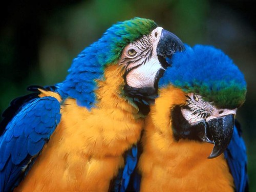 free love birds clipart. Love Parrots Myspace Glitter