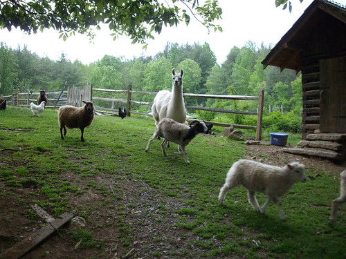 Llama and sheep