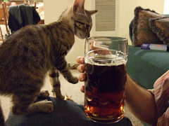 Cat + Beer = ?