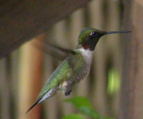 Hummingbirds (13)