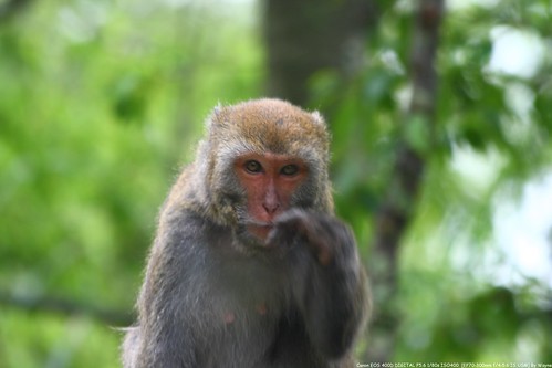台灣獼猴 Macaca cyclopis - IMG_8749