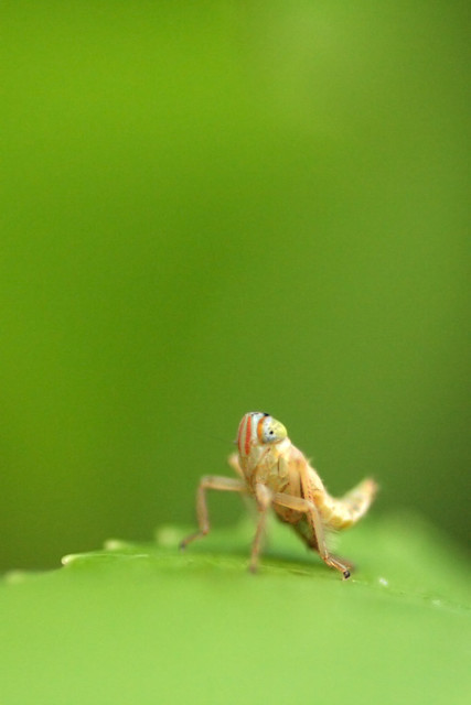 Leafhopper (Coelidia olitoria) nymph