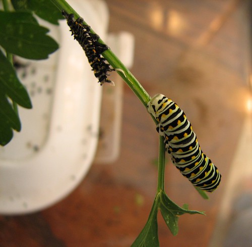 molted caterpillar