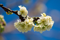 Spring - Plum Blossom - A