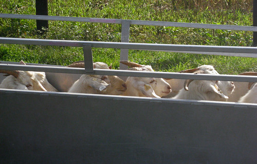 goats in chute