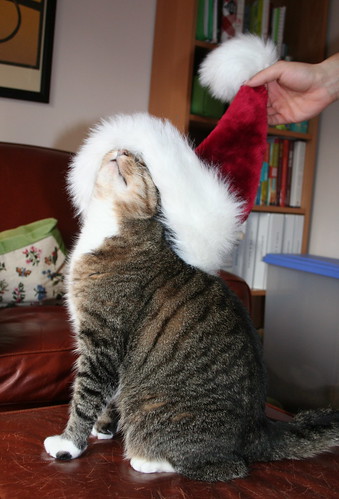 Simon, modeling the Santa hat.