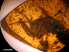 87mya amber-mantis