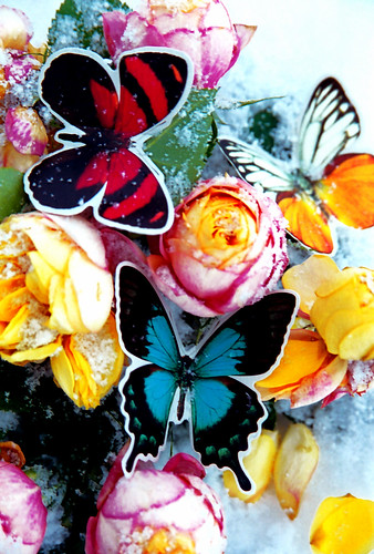 Dead roses & paper butterflies on the snow