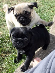 Attack of the Pug